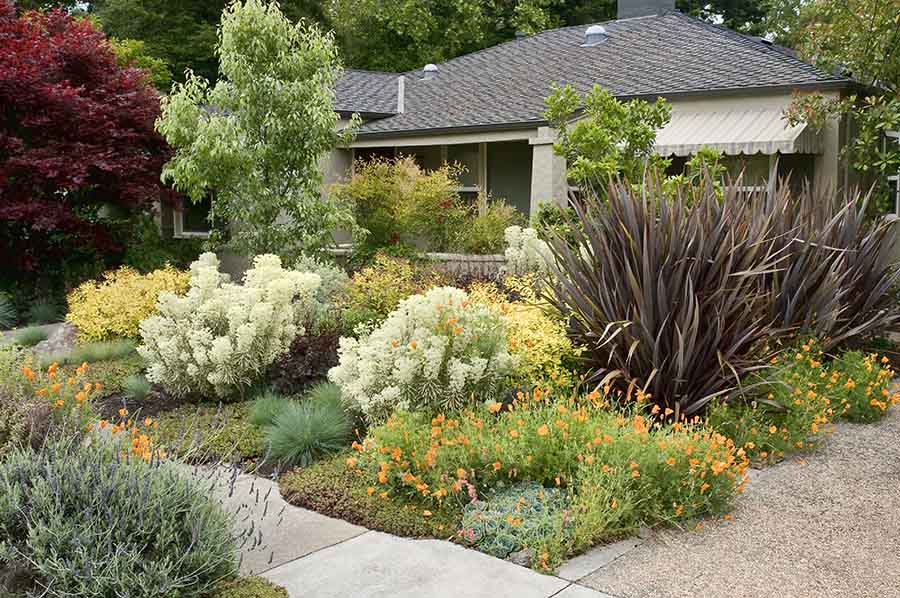 A yard with local plants